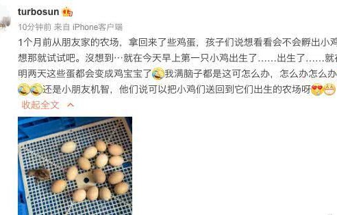 有爱!孙俪家添“新丁”,鸡蛋孵化出三只小鸡,并纳入家庭成员