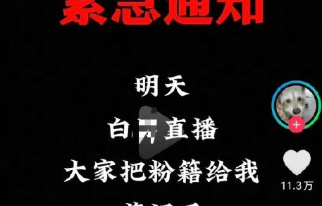 白鹿直播间为何会遭遇有组织的恶意刷屏？