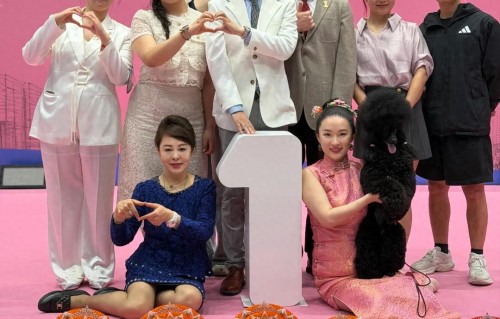 条条大路通罗马，不当演员的霍思燕，带着狗参加比赛，还战胜日本 