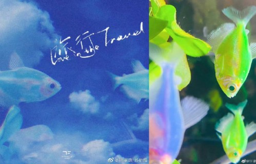 苏新皓未来会推出个人原创rap单曲吗？