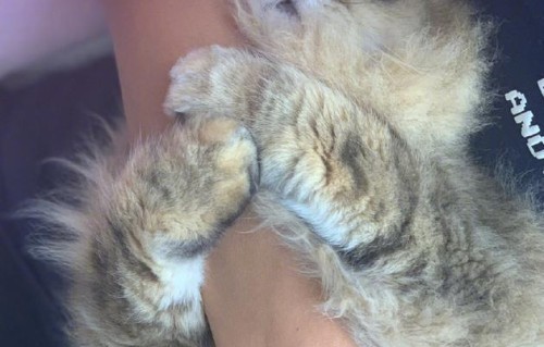 舒淇爱猫不想运动紧抱主人手臂 表情魔性太有戏