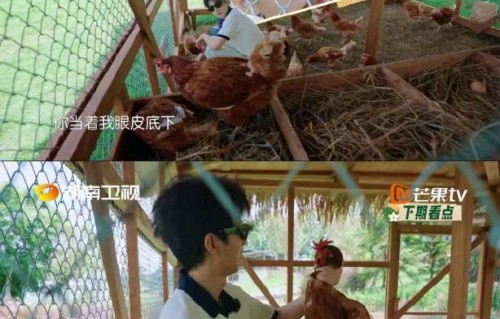 王俊凯对抗恶意：一只小鸡引发的全网生命反思