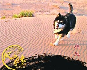 狼兄是狼是犬?